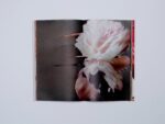 Sigma Foundation Photobook Hanataba - Image 5